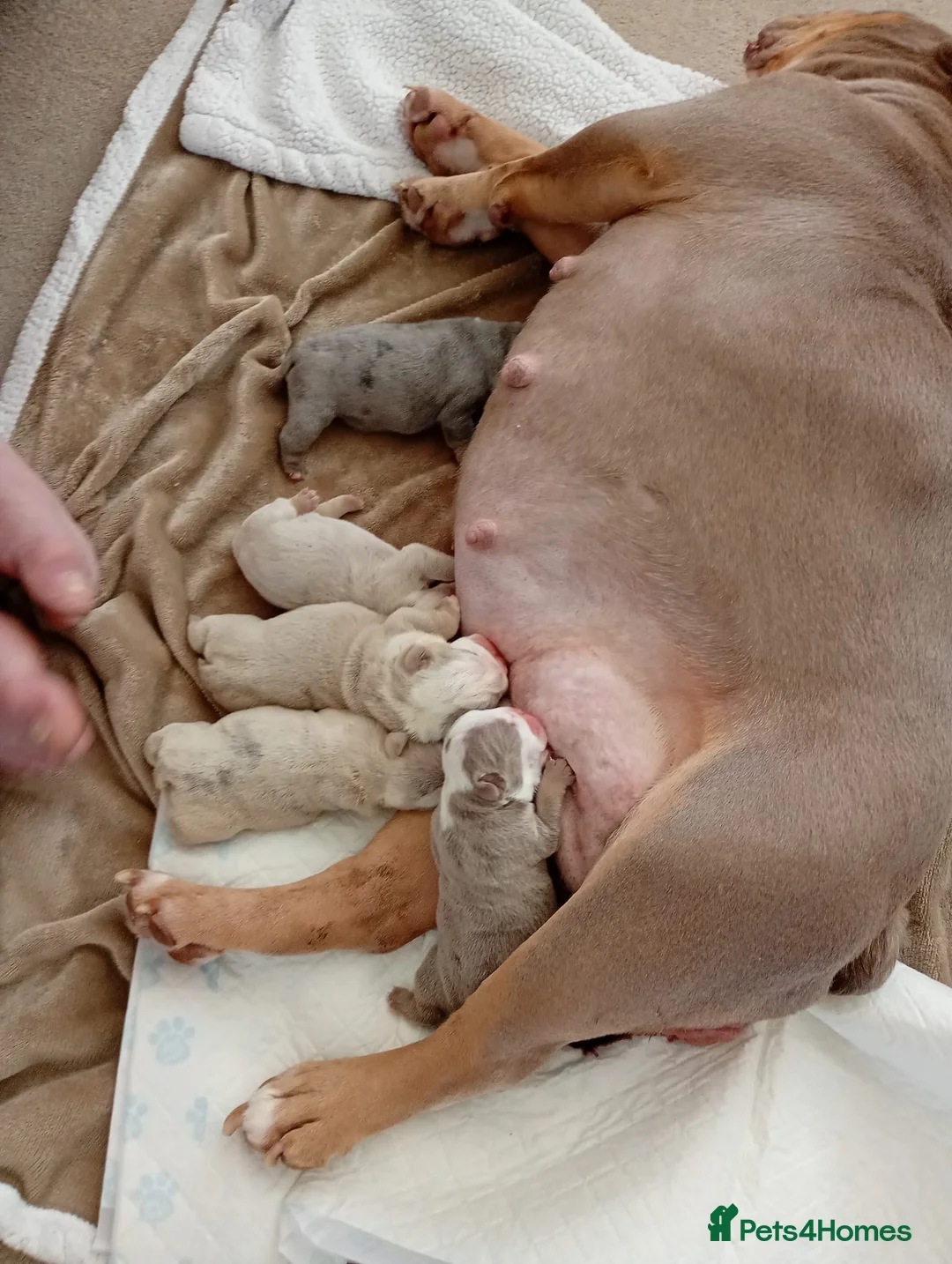 English Bulldog dogs for sale: KC Registered English Bulldogs  in Bristol - Advert 2