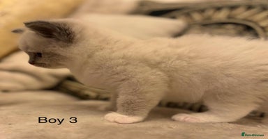 Ragdoll cats Beautiful ragdolls - Advert 7