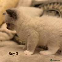 Ragdoll cats Beautiful ragdolls - Advert 2