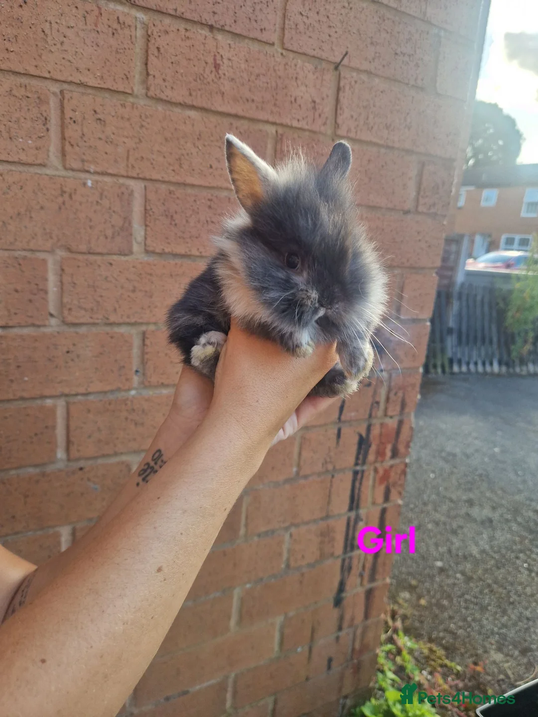 Lionhead rabbits for sale: Baby Lionhead rabbits in Warrington - Advert 1