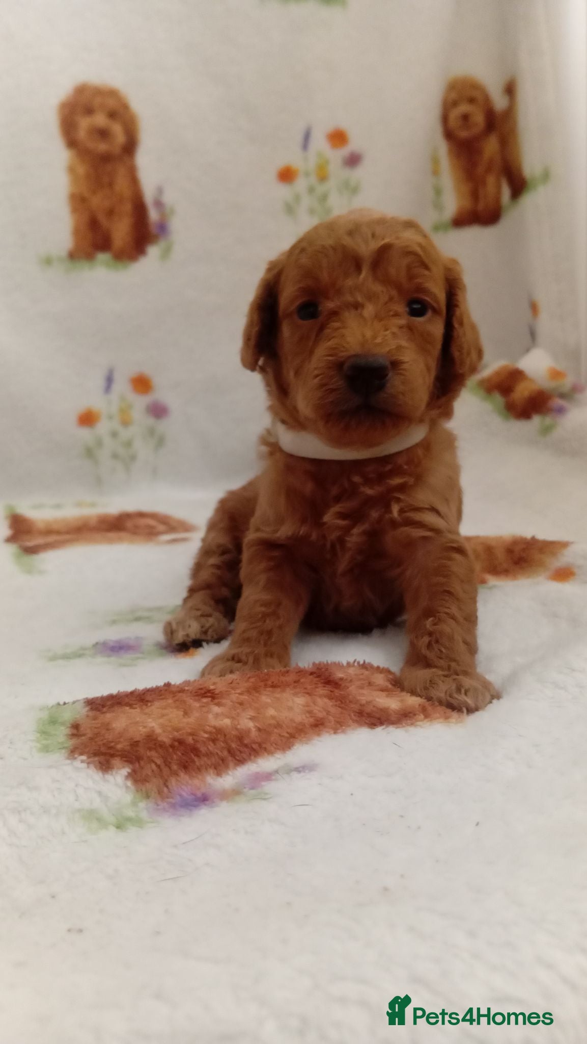 Mixed Breed dogs TOY POODLES - Advert 2