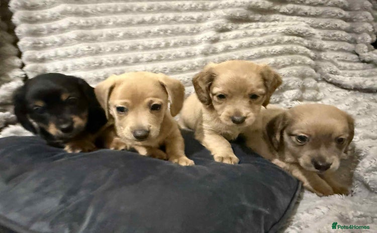 Mixed Breed dogs - Advert 1