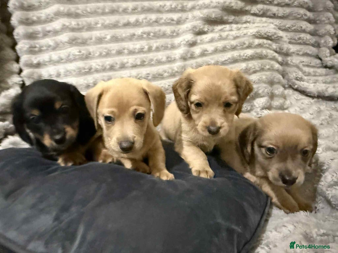 Mixed Breed dogs for sale: Dauchaund x jackrussle puppies  - Image 1