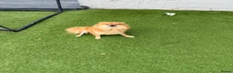 Pomeranian dogs for sale: Pomeranians for sale pups  - Advert 4
