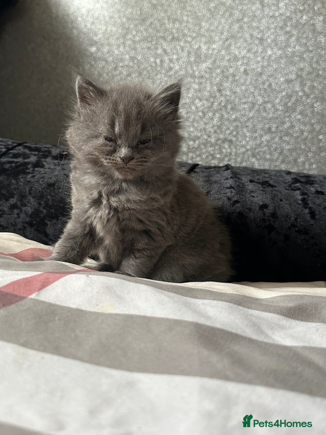 Maine Coon cats for sale: Gray Kittens  - Advert 10