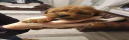 Cavapoo dogs for sale: Cavapoo puppies in Glenrothes - Advert 8