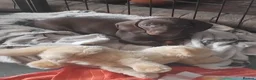 Miniature Dachshund dogs for sale: Miniature dashchund puppies  - Advert 1