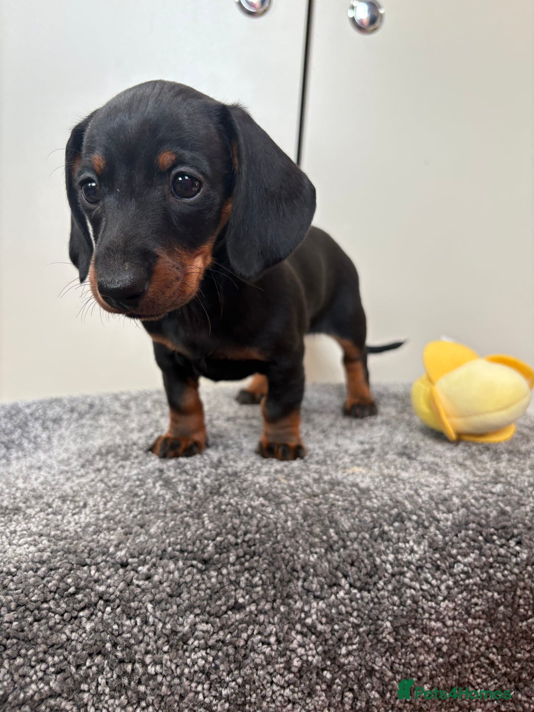 Miniature Dachshund dogs for sale: Black & Tan Minature Dachshunds⭐️ in Leicester - Image 12