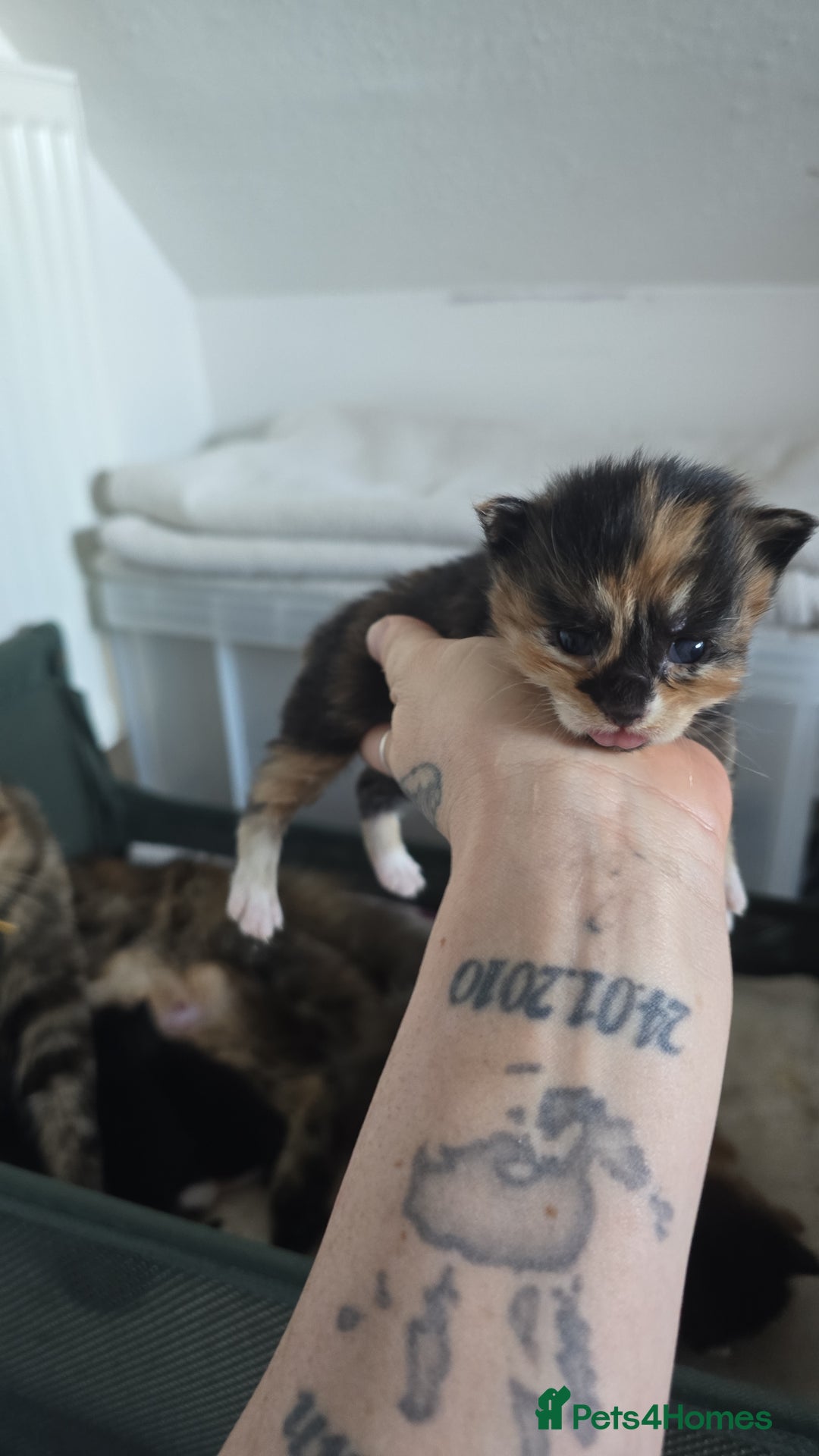 Maine Coon cats for sale: Beautiful Maine Coon cross kittens - Advert 8