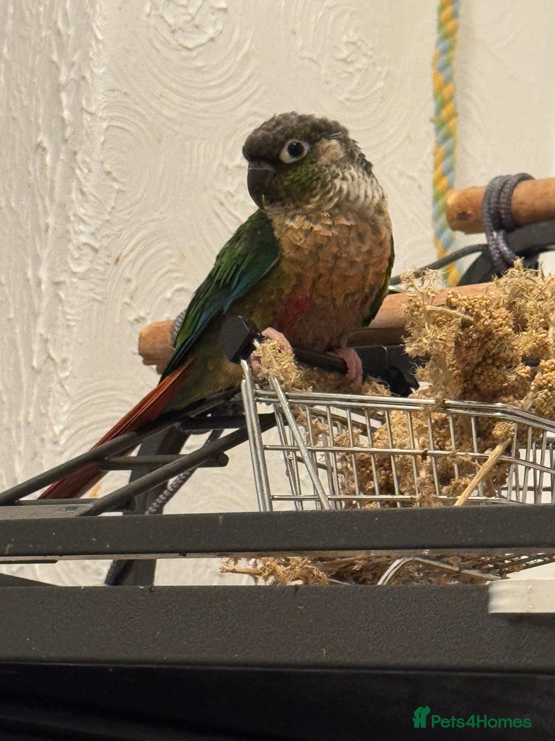 Conures birds for sale: Green cheek conures - Advert 3
