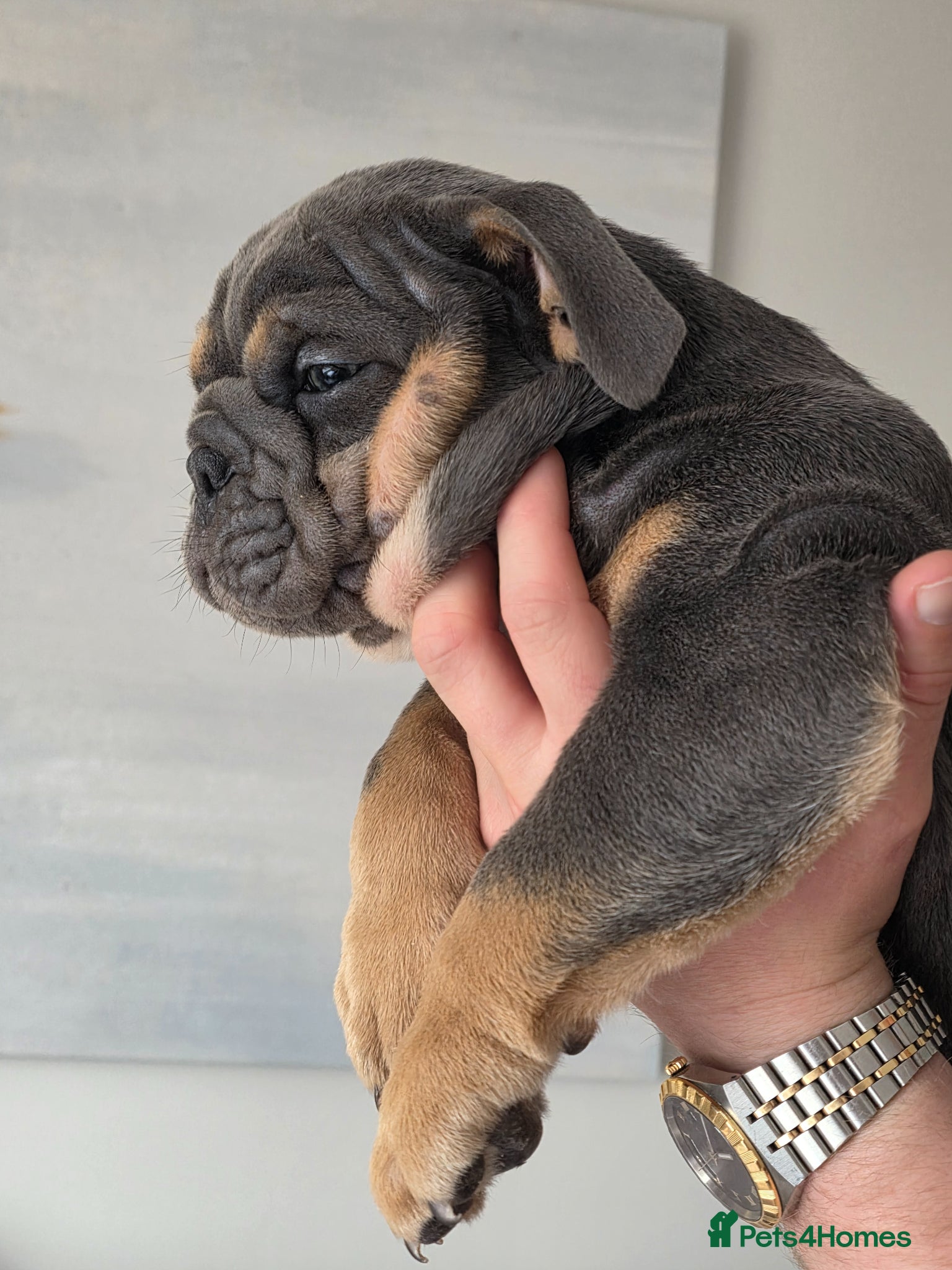 English Bulldog dogs British bulldog pups ready now  - Advert 8