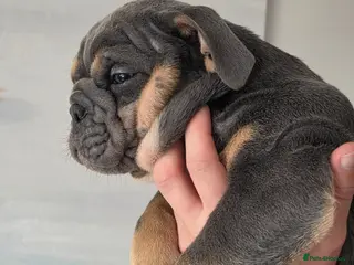 English Bulldog dogs British bulldog pups ready now - Advert 8