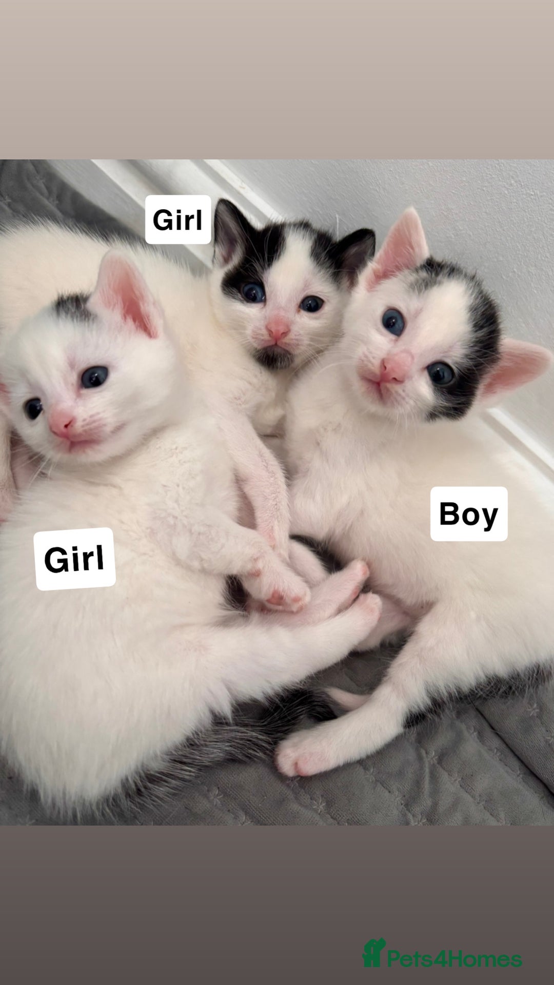 Mixed Breed cats for sale: Kittens available for sale with heterochromia - Image 8