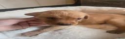 Labrador Retriever dogs for sale: Kc Reg Dark Fox Red & Light Red Lab Pups - Advert 24