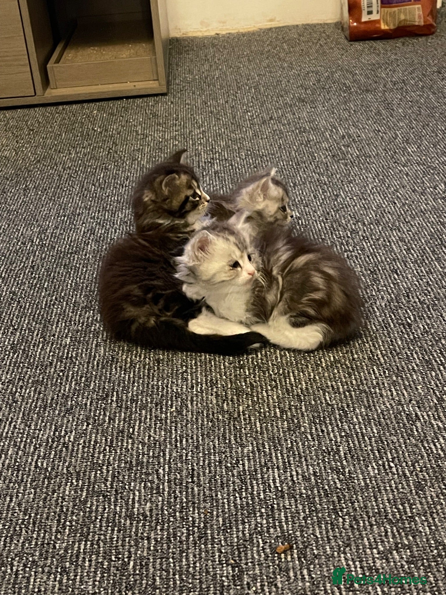 Maine Coon cats Maine coon kittens  - Advert 2