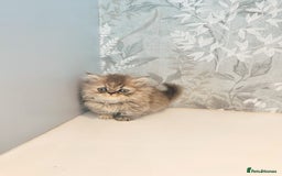 Munchkin cats for sale: 2 tiny legged rug hugger Persian munchkins - Image 11