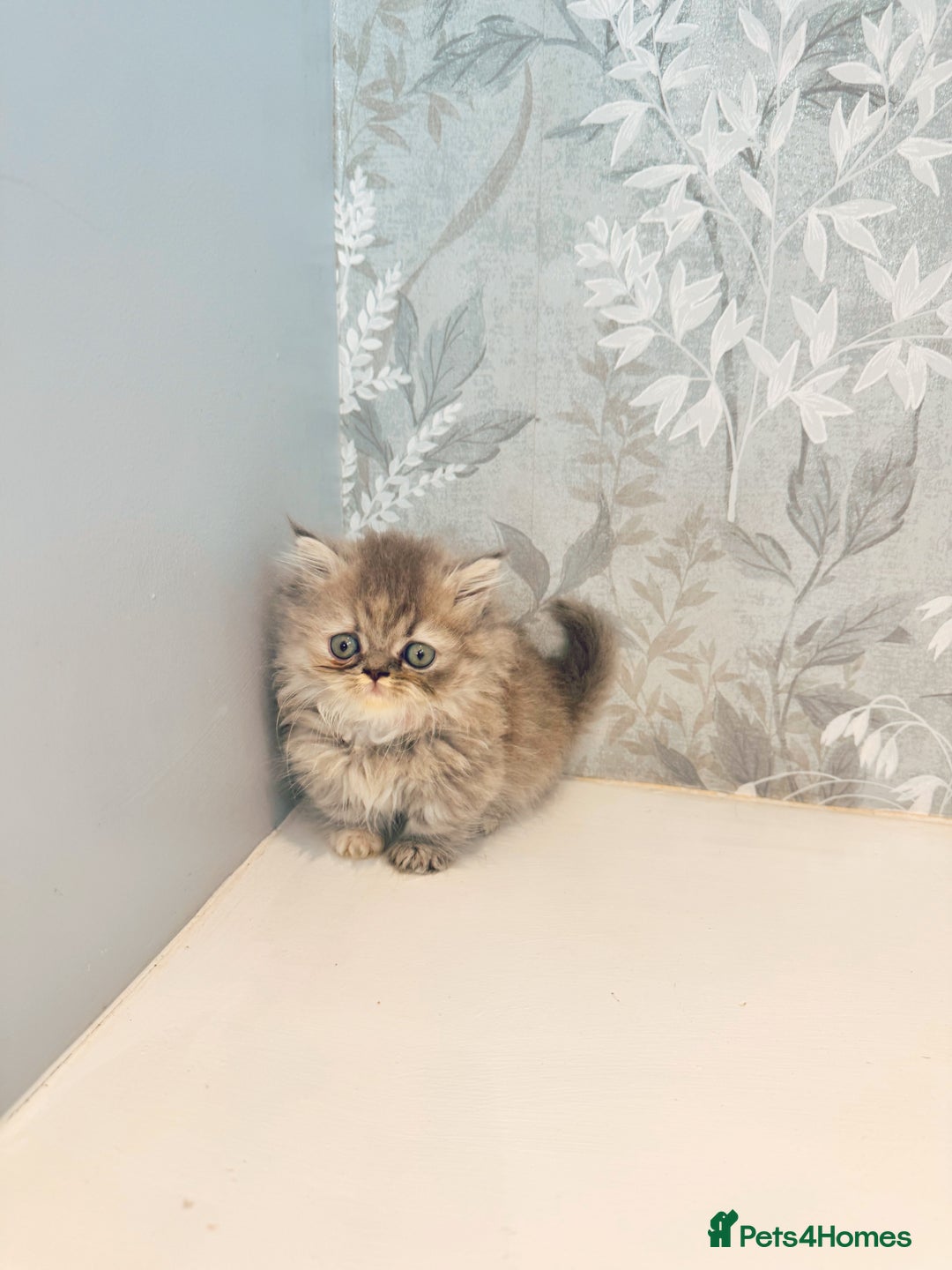 Munchkin cats for sale: 2 tiny legged rug hugger Persian munchkins - Image 11