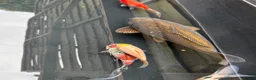 Koi Carp fish for sale: Koi carp  - Advert 2