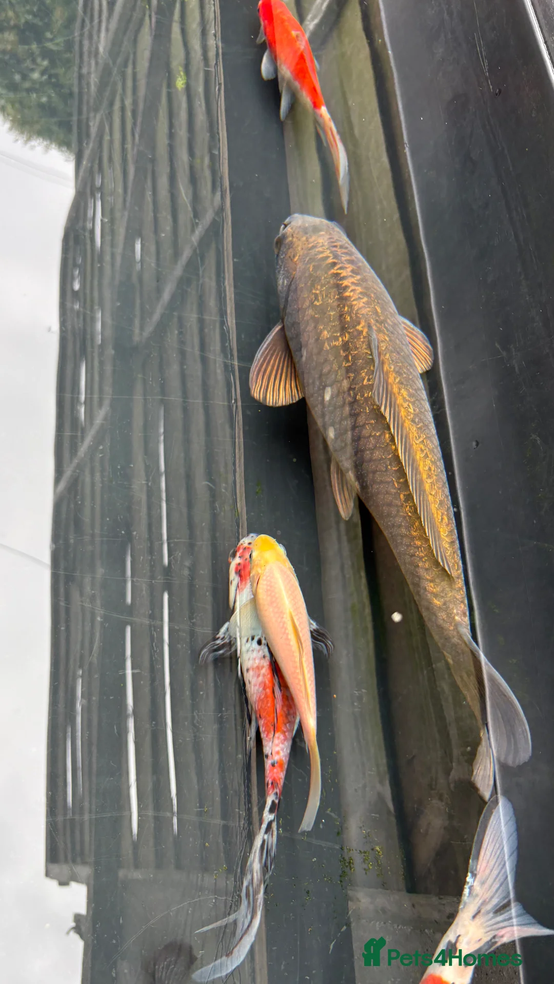 Koi Carp fish for sale: Koi carp  - Advert 2