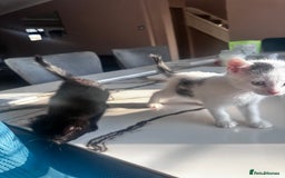Turkish Angora cats for sale: 2 Turkish anagora X Bombay kittens - Image 10