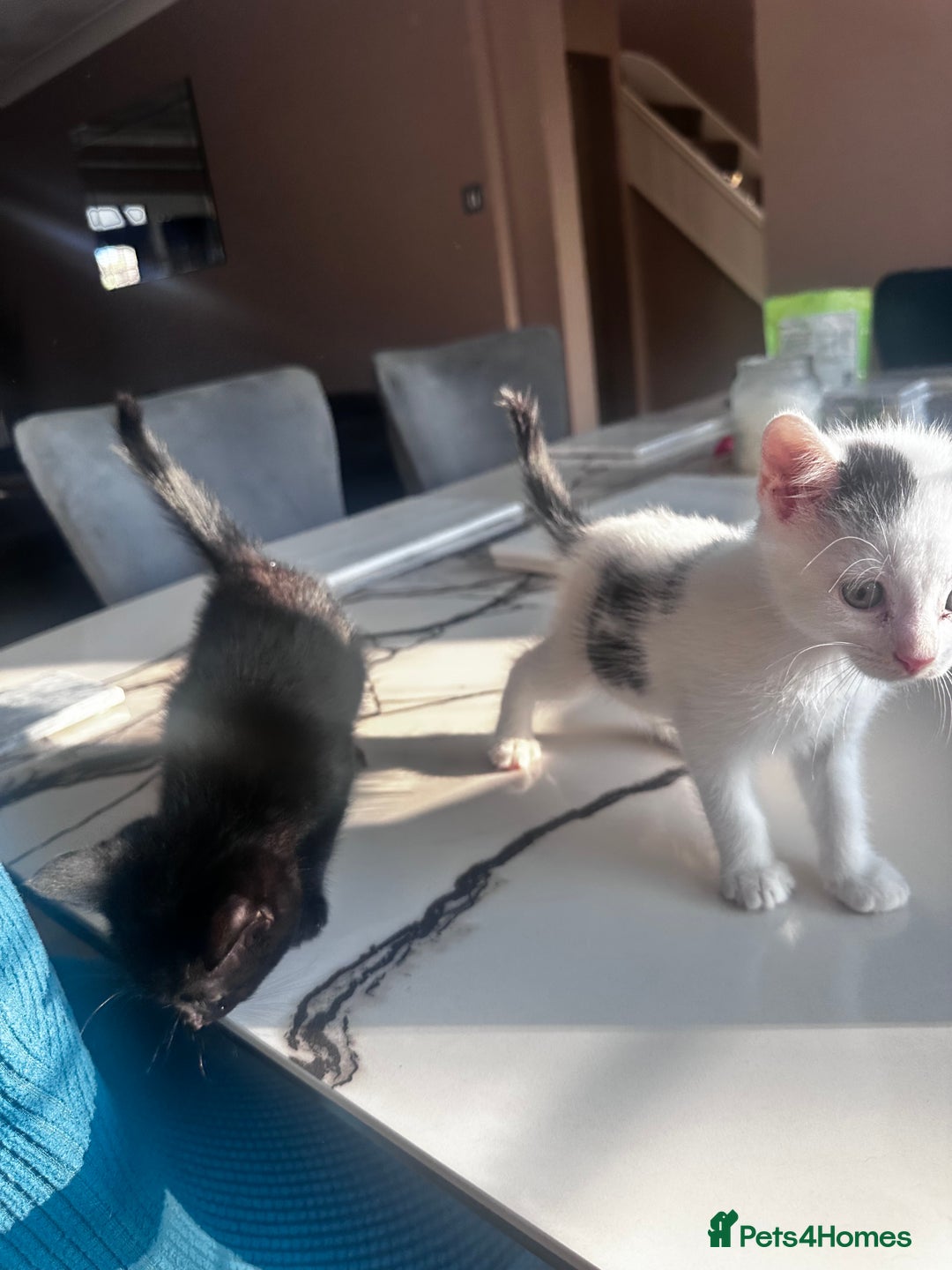 Turkish Angora cats for sale: 2 Turkish anagora X Bombay kittens - Image 10