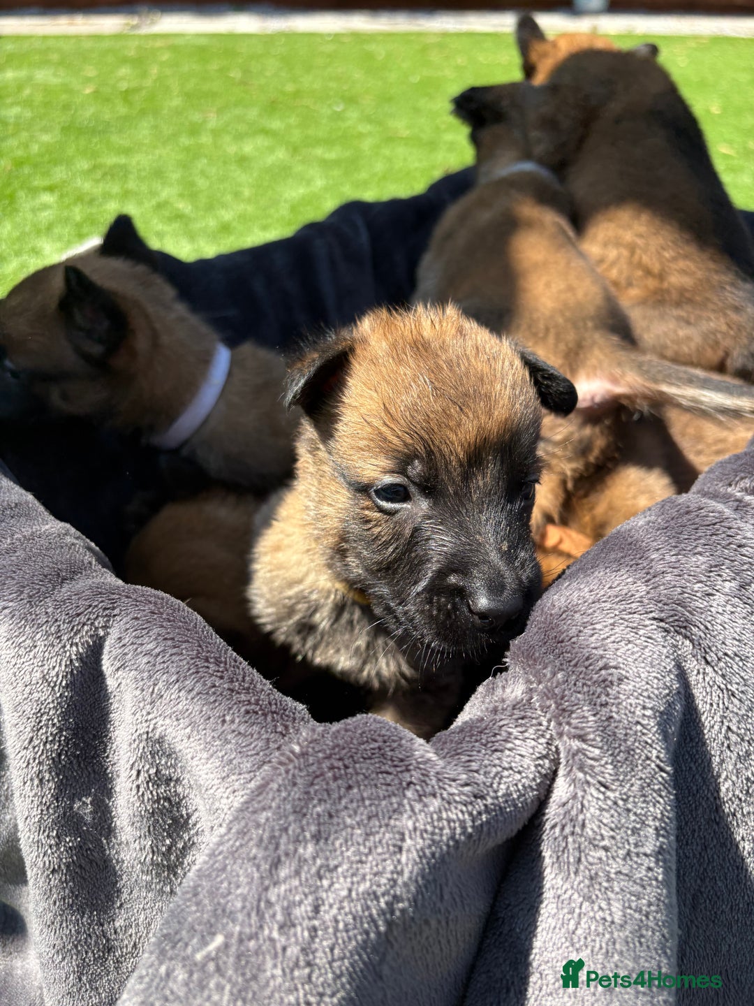 Belgian Shepherd Dog dogs for sale: Belgian Malinois puppies  - Image 8