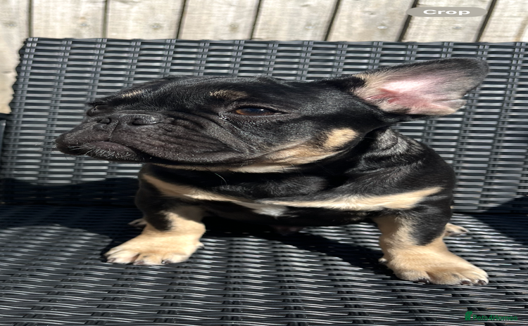 French Bulldog dogs - Advert 1