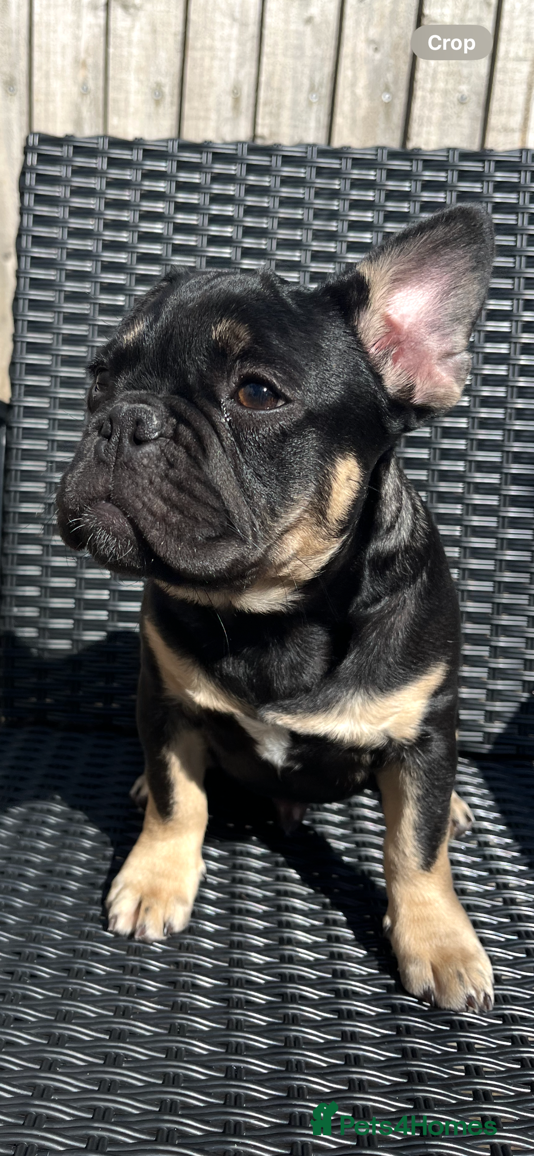 French Bulldog dogs for sale: Beautiful French bulls  - Image 1