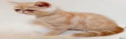 Exotic cats for sale: 2 Chubby Kittens - Advert 6