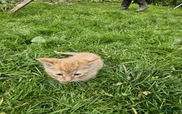 Mixed Breed cats for sale: Gorgeous kittens for sale - Image 6