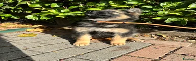 German Shepherd 3