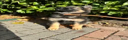 German Shepherd dogs for sale: GERMAN SHEPHERD PUPPIES 4 BOYS & 2 GIRLS - Advert 15