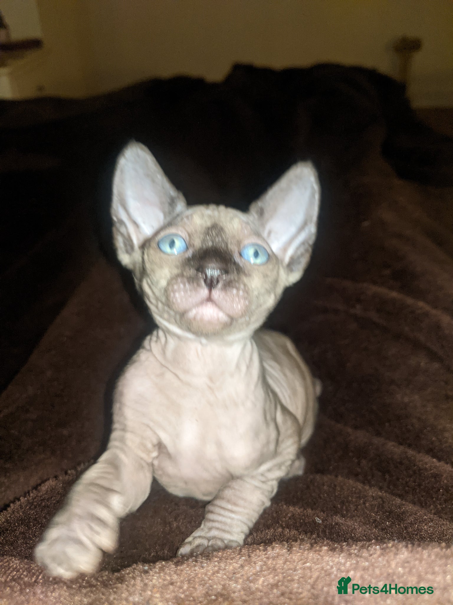 Sphynx cats Hurry up last dark grey boy with sky blue eyes  - Advert 5