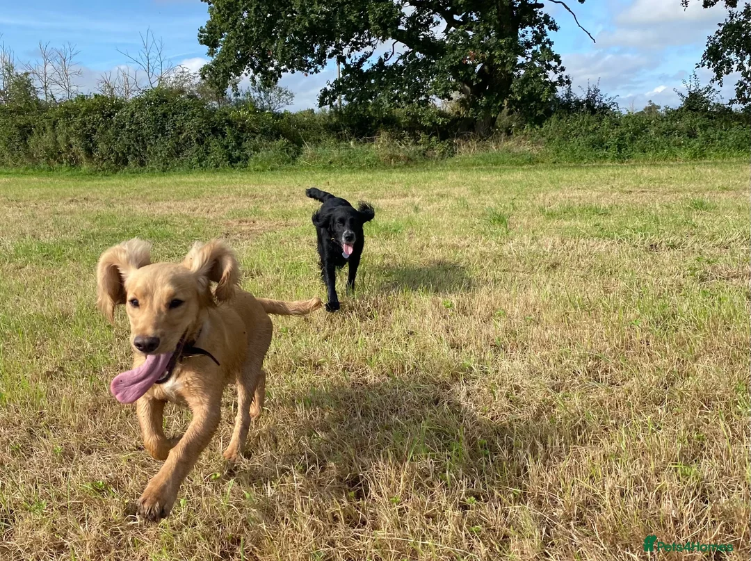 Cocker Spaniel dogs for sale: Stunning LEMON KC Reg Working Cocker Spaniel pups - Advert 9