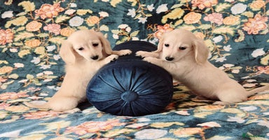 Miniature Dachshund dogs - Advert 16