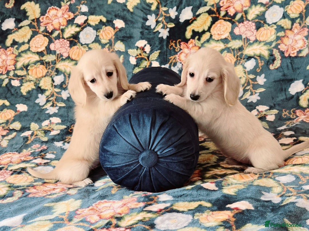 Miniature Dachshund dogs for sale: Rare Cream Gorgeous Dachshund Puppies  - Image 3