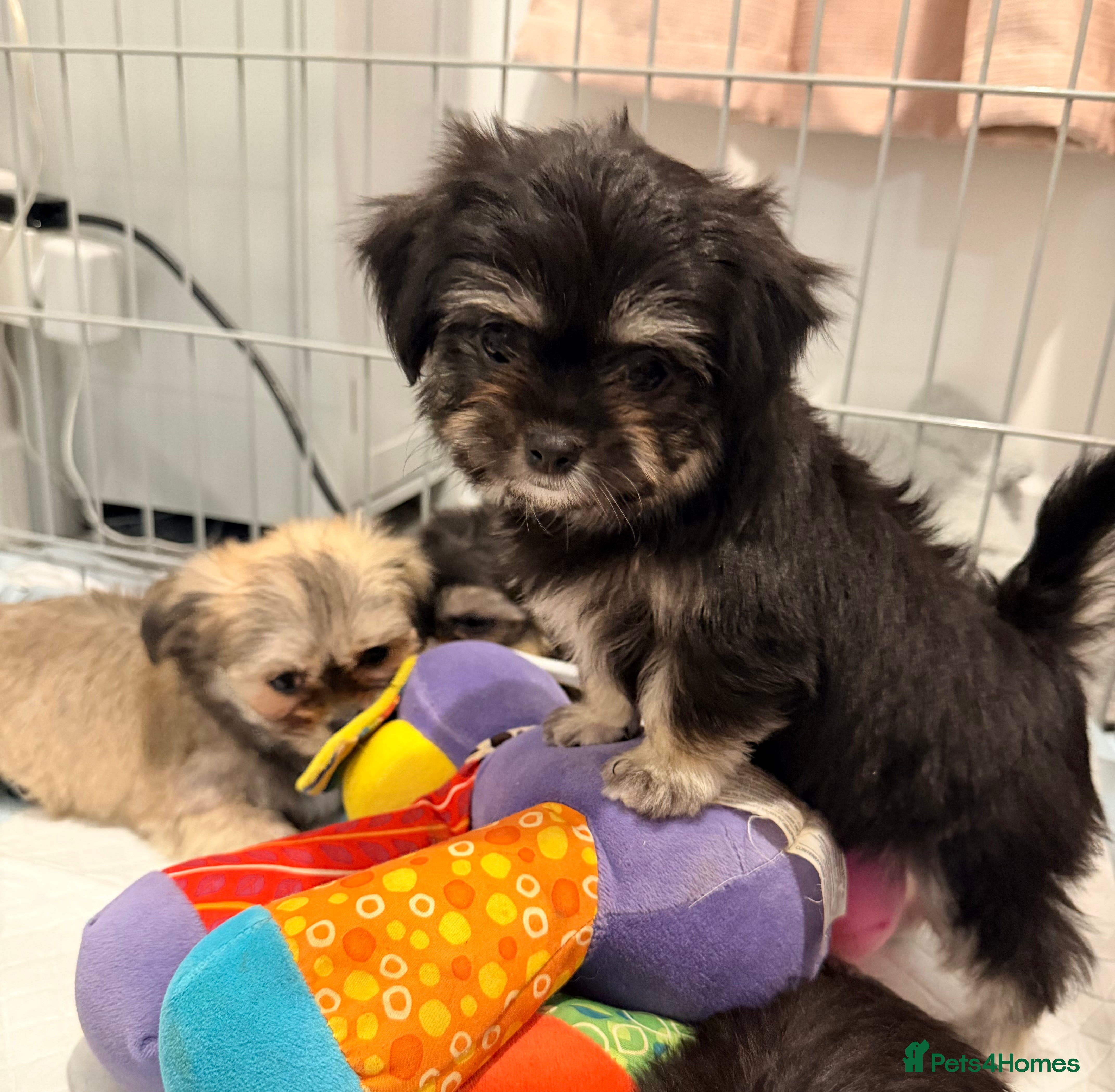 Mixed Breed dogs Small malchi  puppies ready now - Advert 6