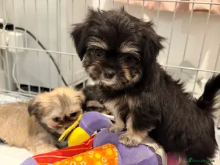 Mixed Breed dogs Small malchi puppies ready now - Advert 17