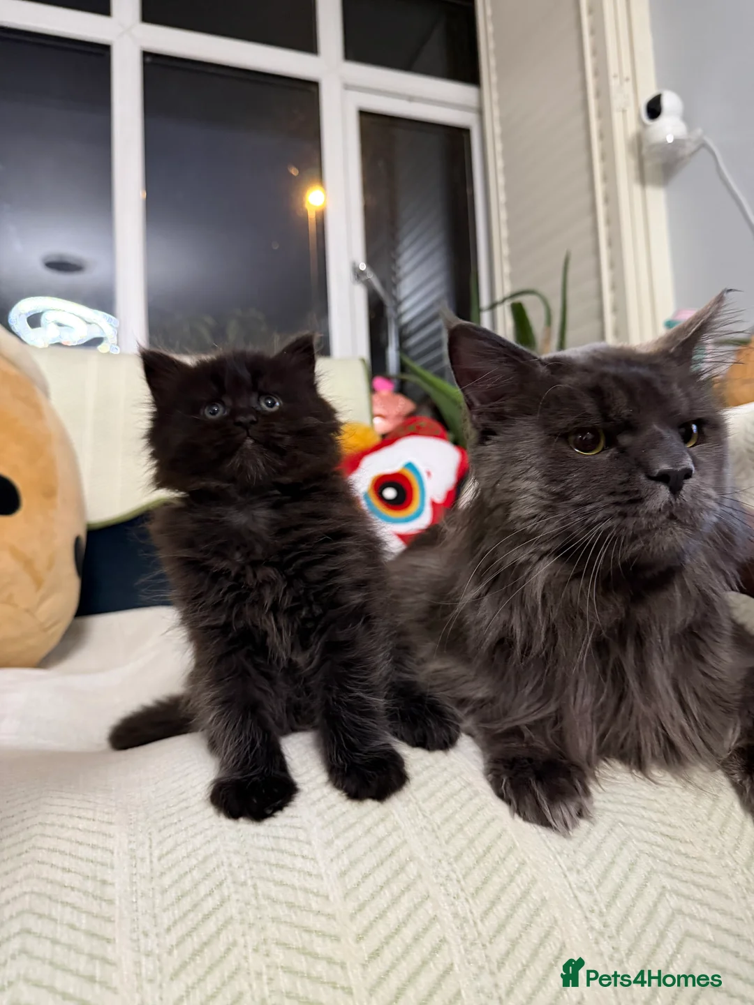 Maine Coon cats for sale: Maine coon X Siberian babies  - Advert 1
