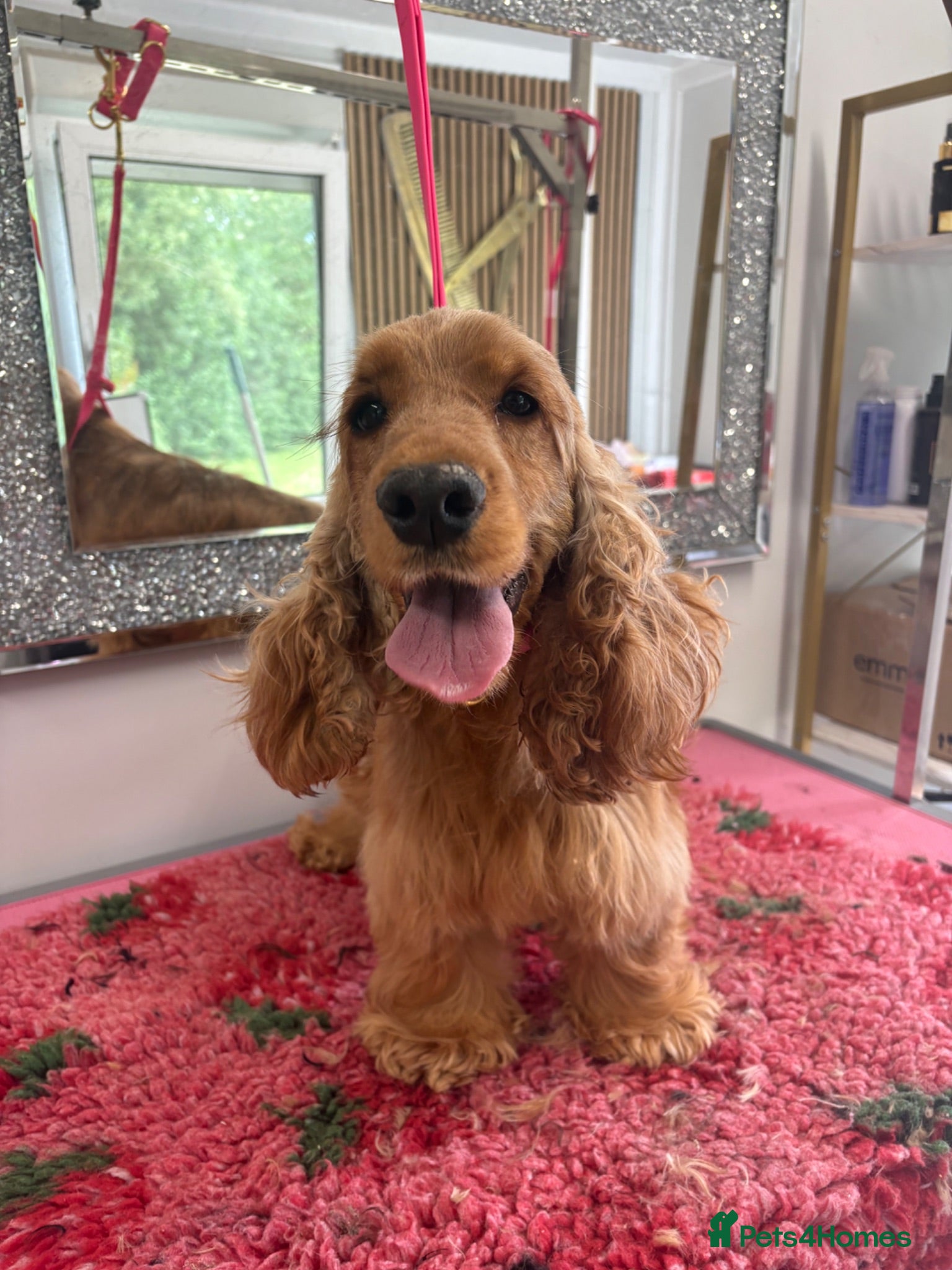 Cocker Spaniel dogs Looking for new homes - Advert 5