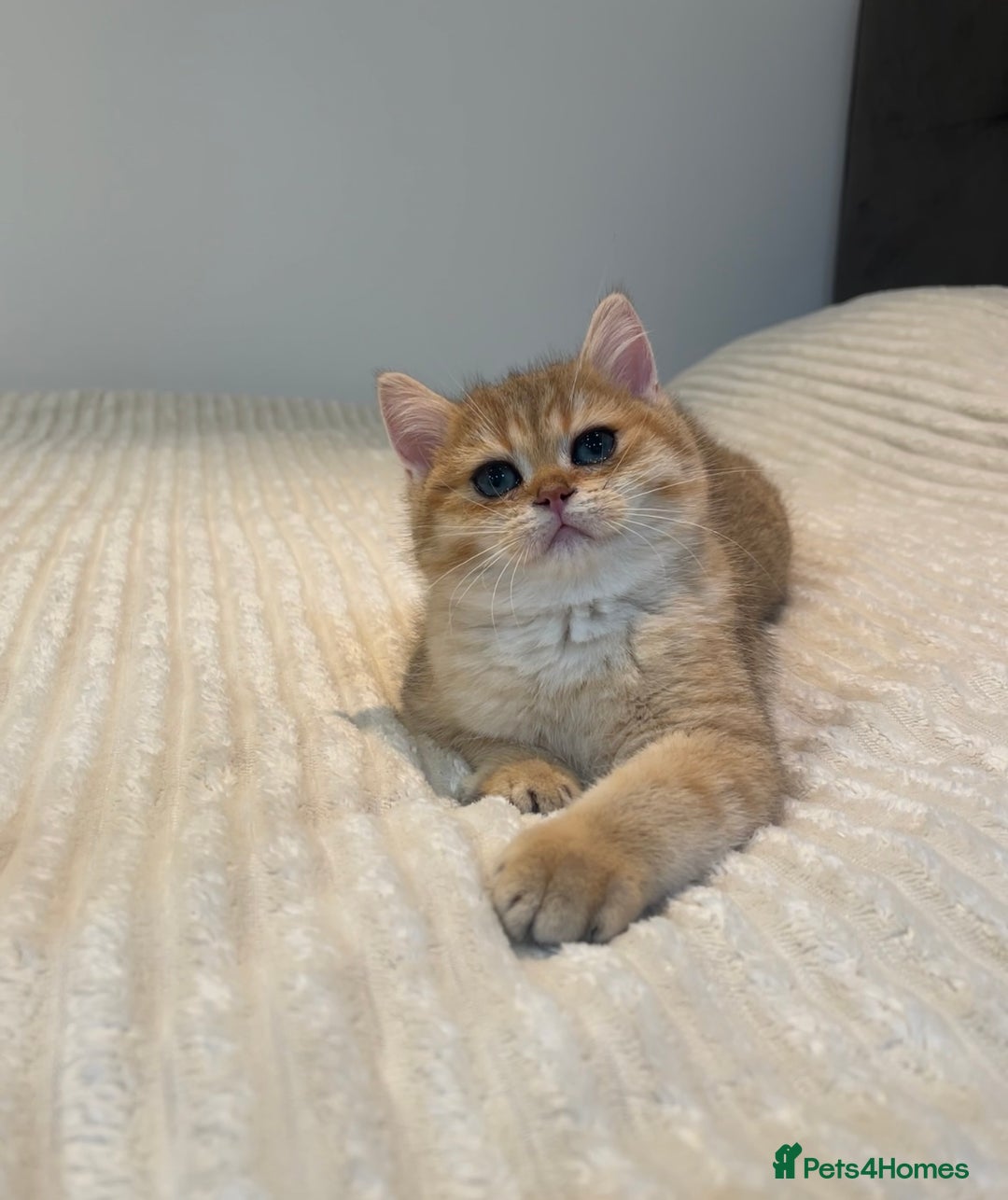 British Shorthair cats for sale: *1Left* GCCF Registered Champion line Golden BSH - Advert 7