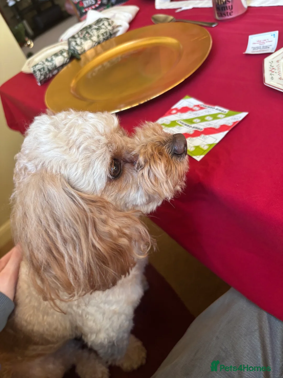 Cavapoo dogs for stud: Meet Alfie. A cavapoo looking for a mate - Advert 13