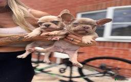 French Bulldog dogs for sale: ‼️ READY TO LEAVE NOW -3 French bulldog pups left! in Ripley - Image 26