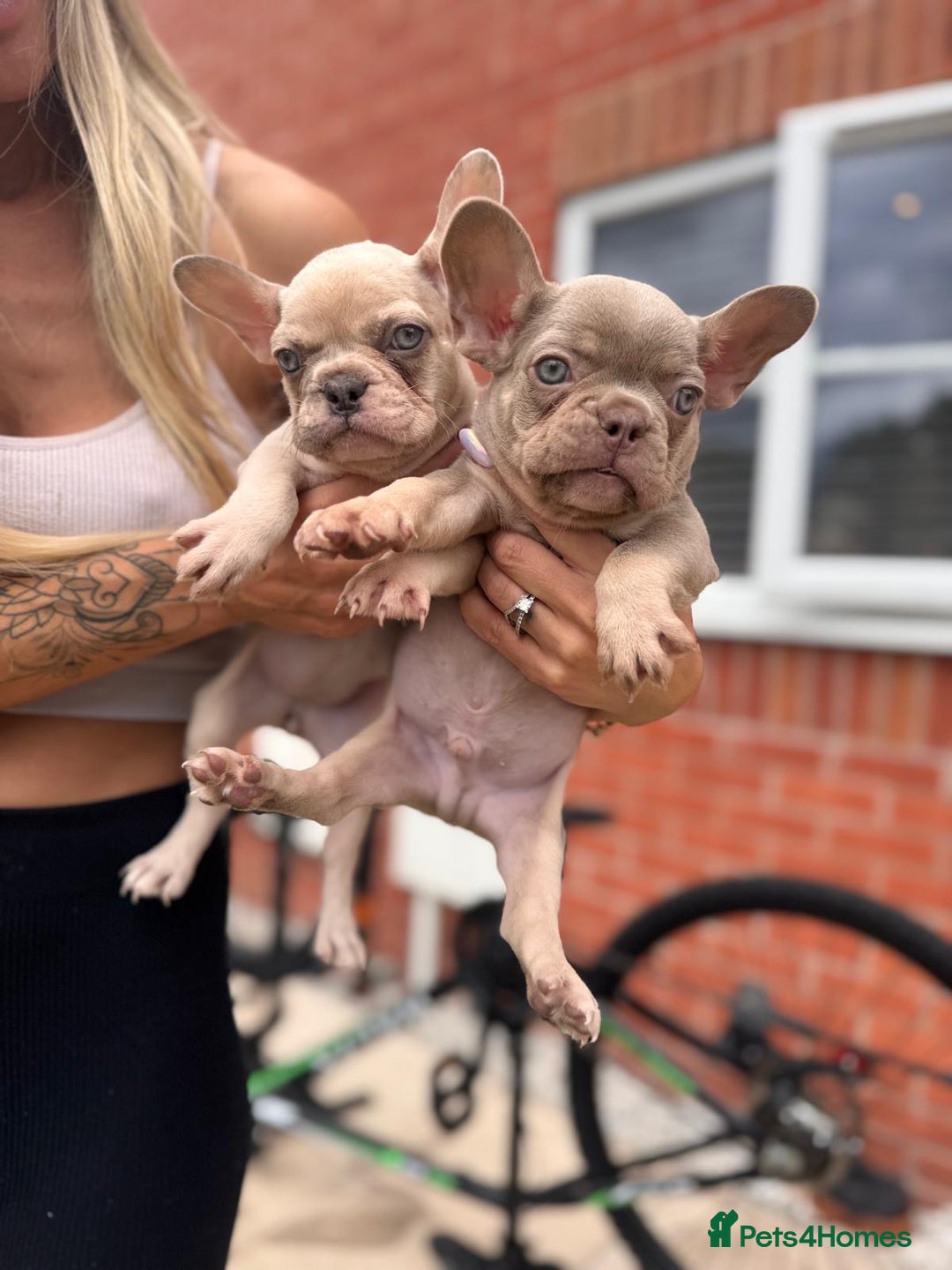 French Bulldog dogs for sale: ‼️ READY TO LEAVE NOW -3 French bulldog pups left! in Ripley - Image 26