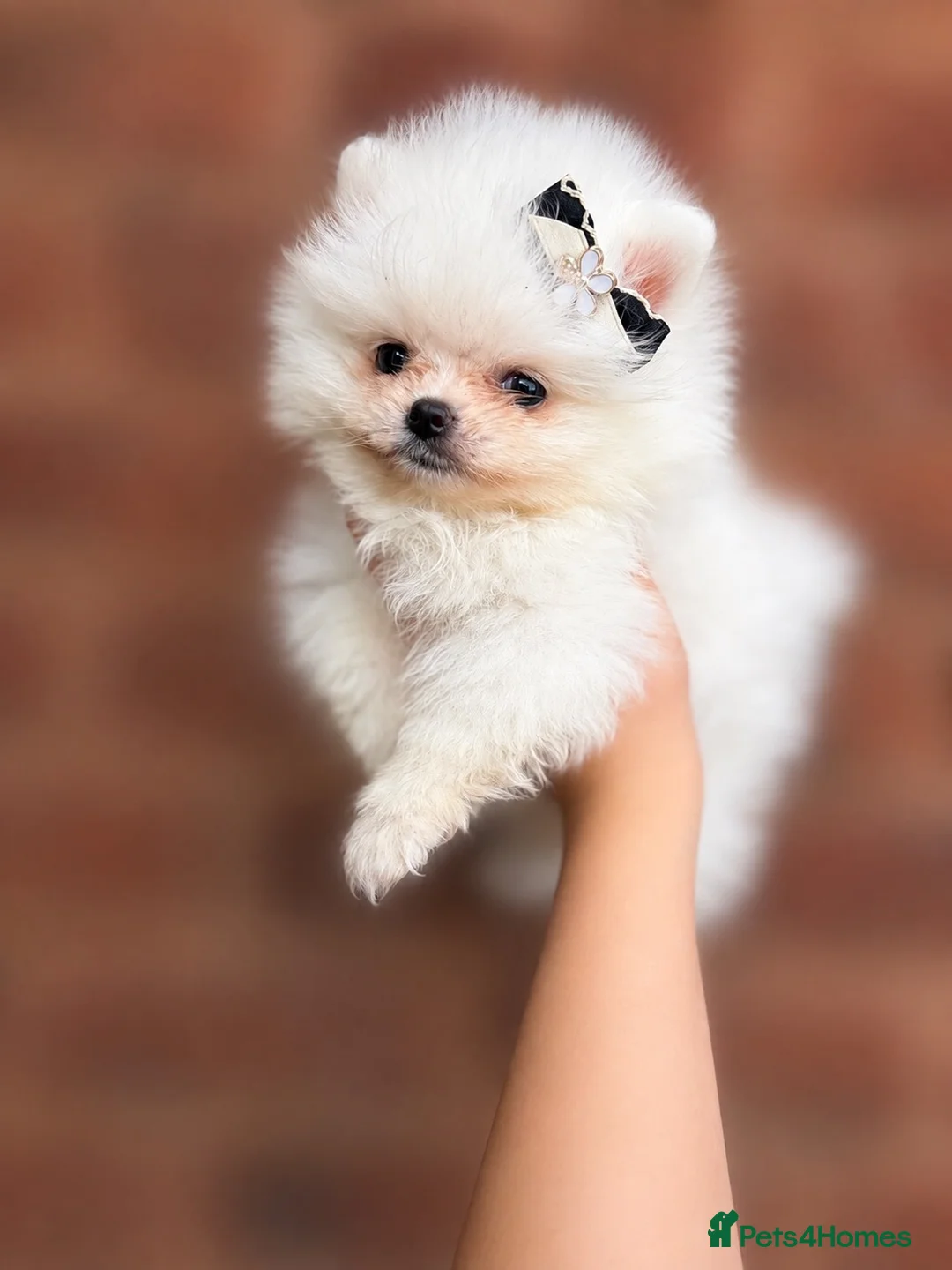 Pomeranian dogs for sale: ✨ Luxury Pomeranian Puppies ✨ - Advert 2