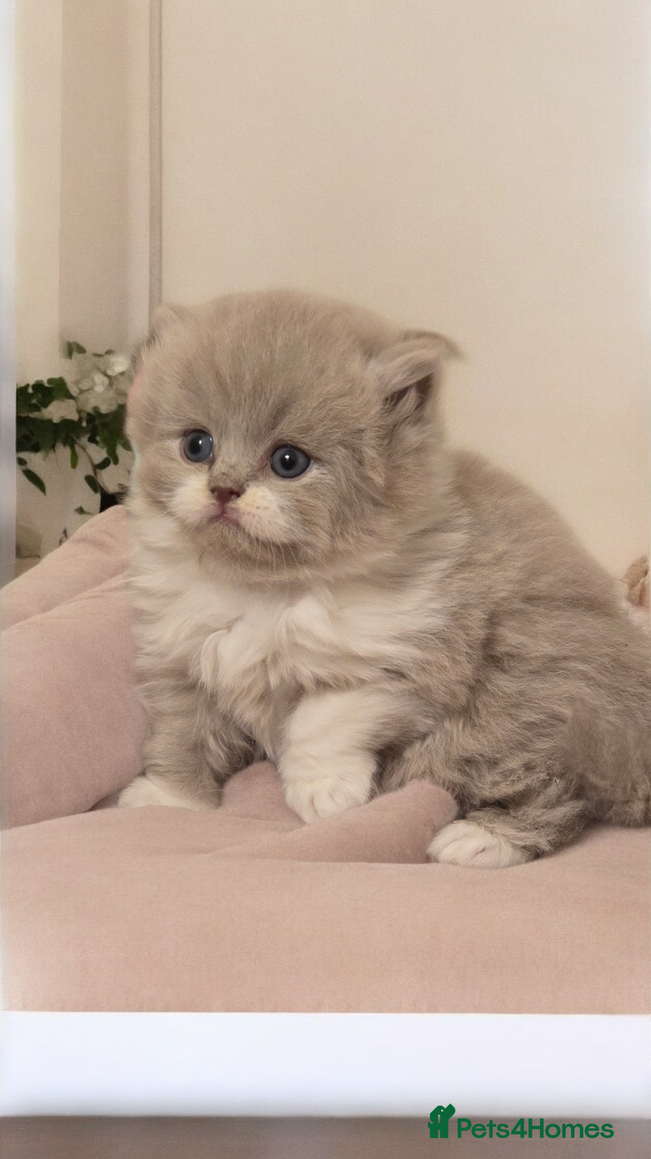 British Shorthair cats 🏆 GCCF/TICA British Shorthair/Longhair kittens 💫 - Advert 2
