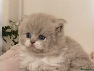 British Shorthair cats 🏆 GCCF/TICA British Shorthair/Longhair kittens 💫 - Advert 1