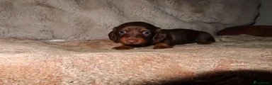 Miniature Dachshund 3