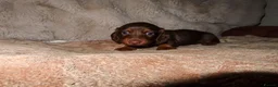 Miniature Dachshund dogs for sale: Long Haired Mini Dachshunds 🐶 - Advert 9