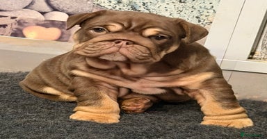 English Bulldog dogs - Advert 7